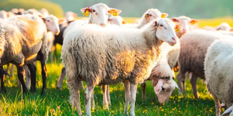 Όχι στην εισαγωγή αιγοπροβάτων στην Ελλάδα
